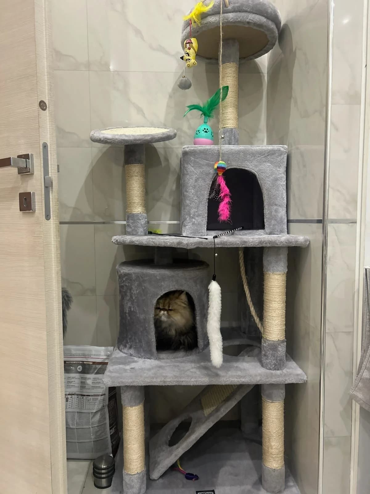 Utopia, Taille : female Persian for adoption at Association Secours Protection Animale (Manosque), Manosque — photo 2 of 5