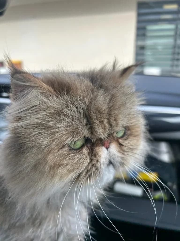 Utopia, Taille : female Persian for adoption at Association Secours Protection Animale (Manosque), Manosque — photo 3 of 5