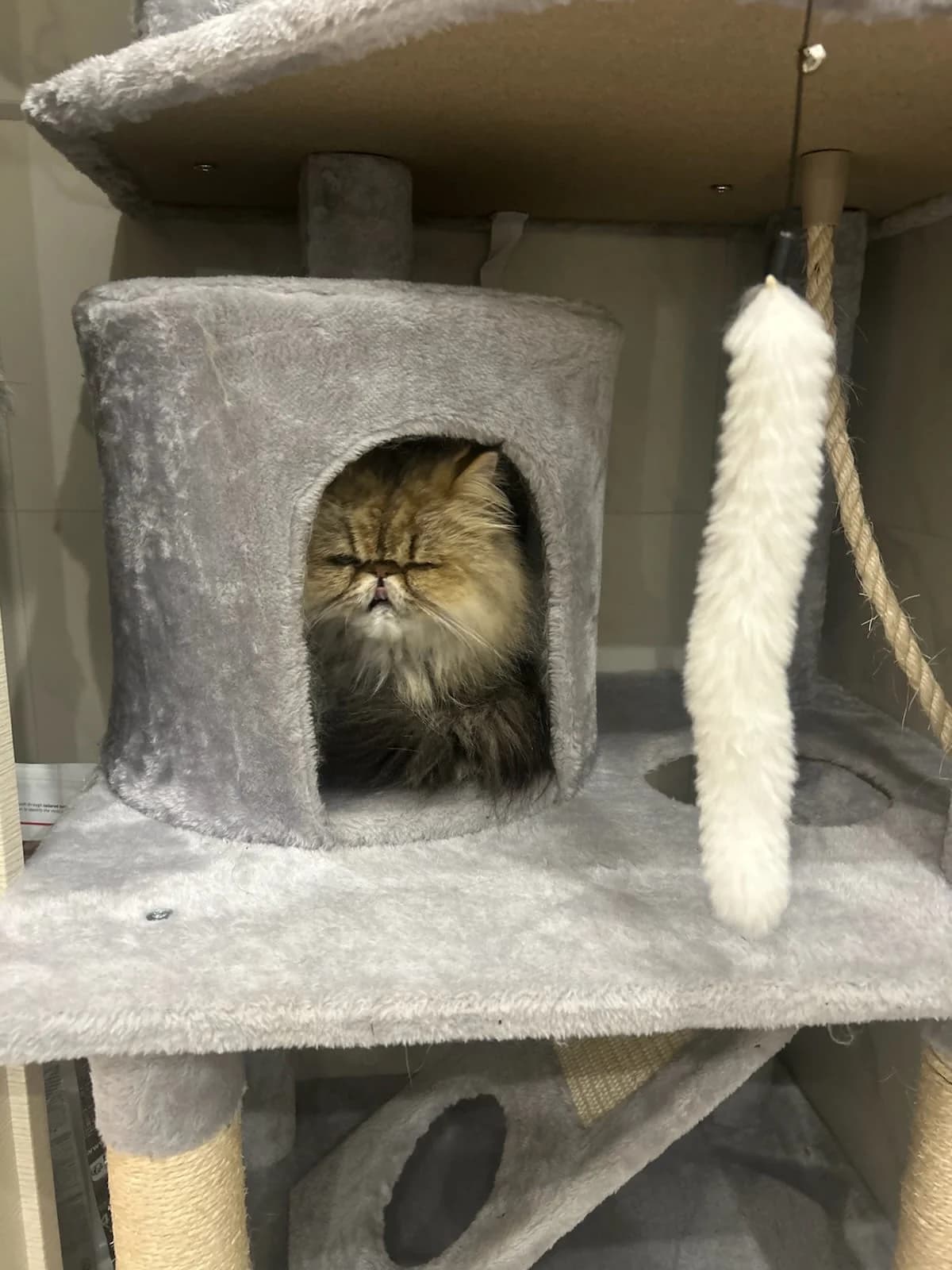 Utopia, Taille : female Persian for adoption at Association Secours Protection Animale (Manosque), Manosque — photo 4 of 5