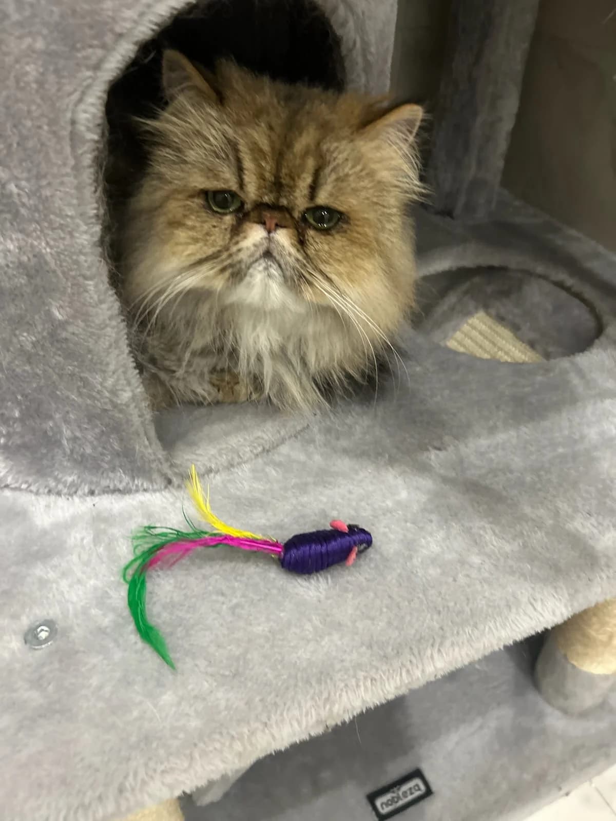 Utopia, Taille : female Persian for adoption at Association Secours Protection Animale (Manosque), Manosque — photo 5 of 5