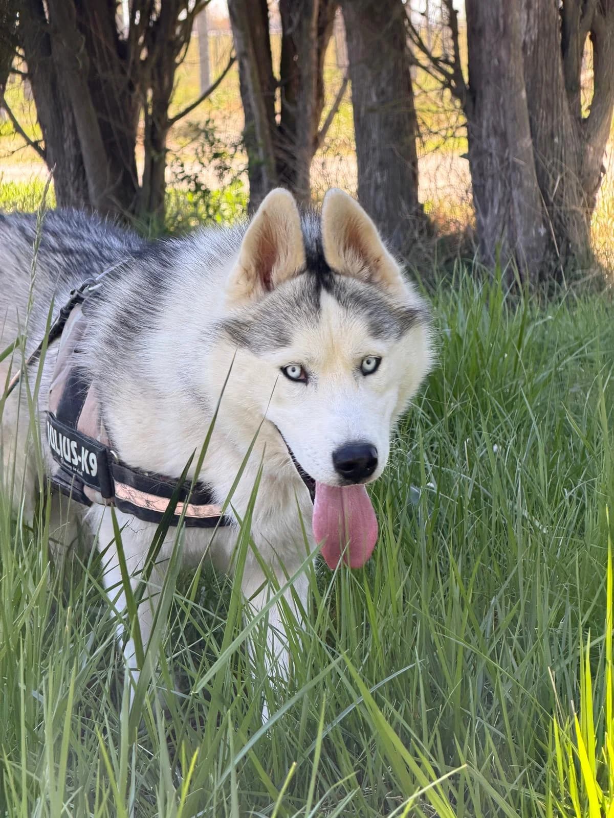 Radja, Gris et Blanc male Husky for adoption at Association Secours Protection Animale (Manosque), Manosque — photo 2 of 12