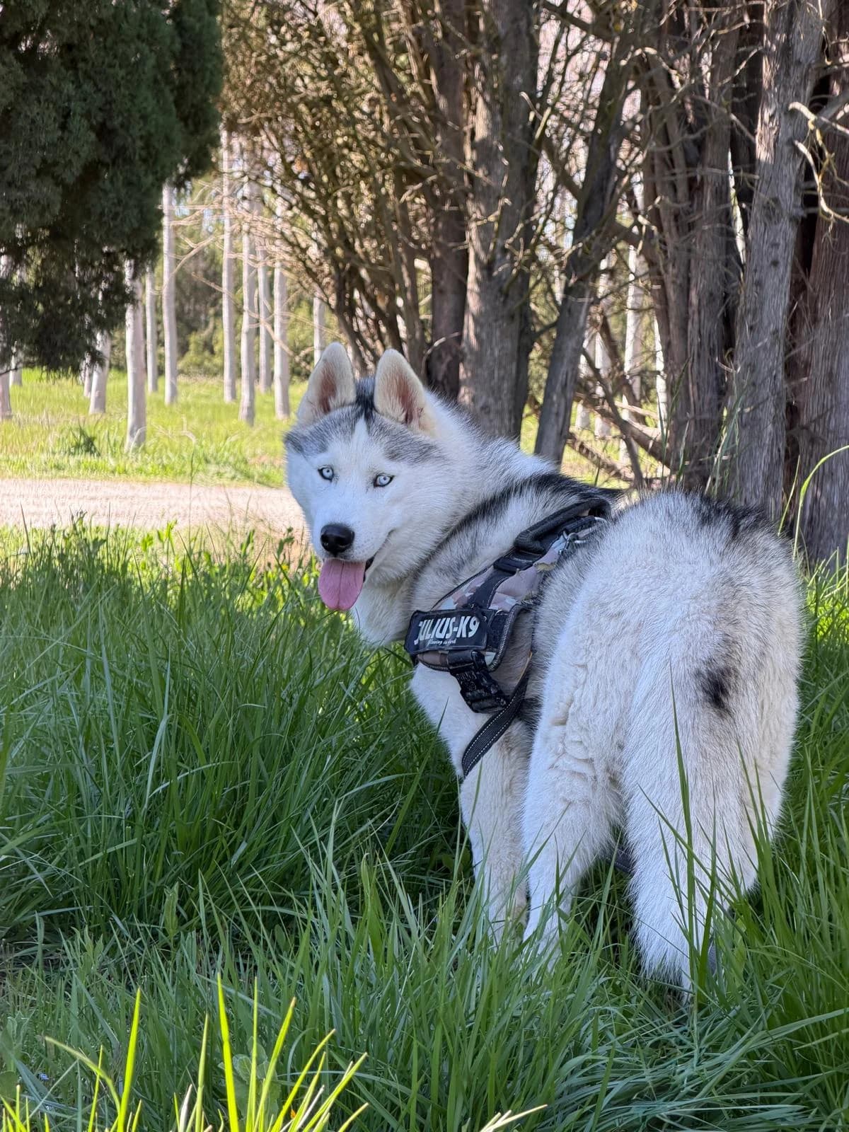 Radja, Gris et Blanc male Husky for adoption at Association Secours Protection Animale (Manosque), Manosque — photo 3 of 12