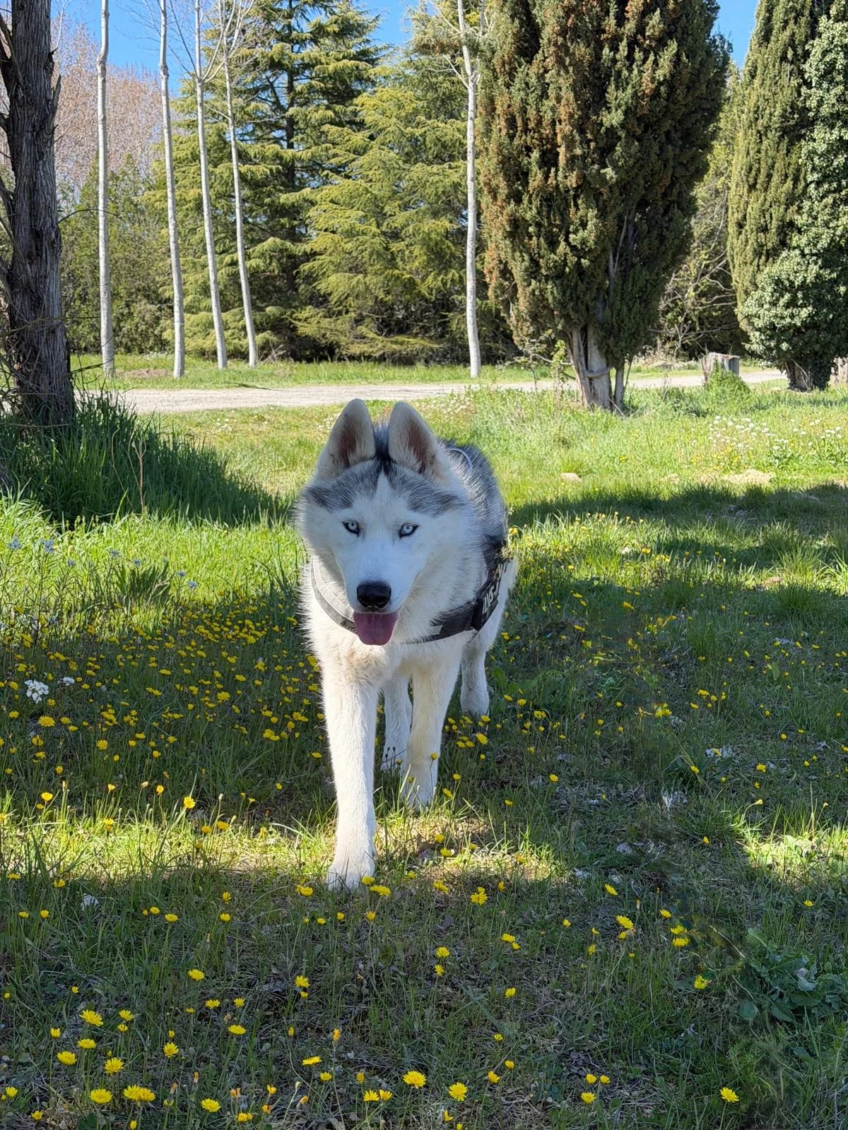Radja, Gris et Blanc male Husky for adoption at Association Secours Protection Animale (Manosque), Manosque — photo 4 of 12