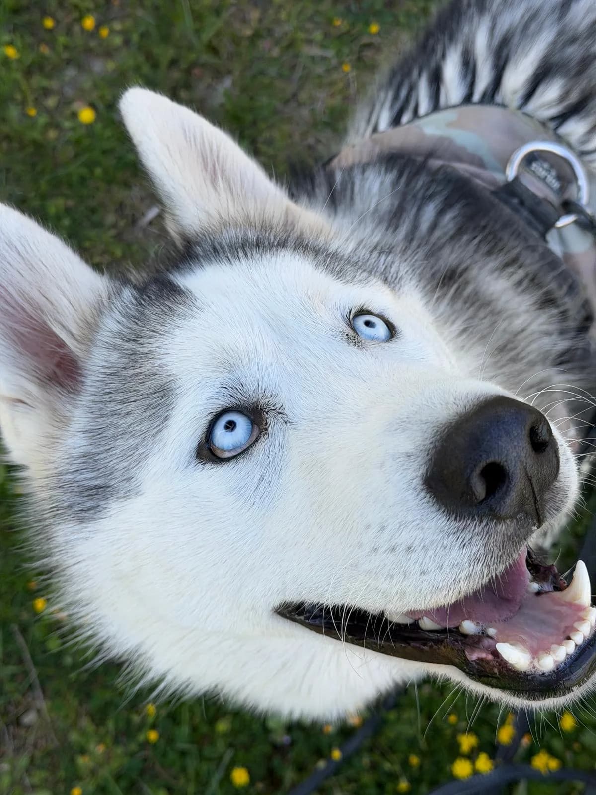 Radja, Gris et Blanc male Husky for adoption at Association Secours Protection Animale (Manosque), Manosque — photo 5 of 12