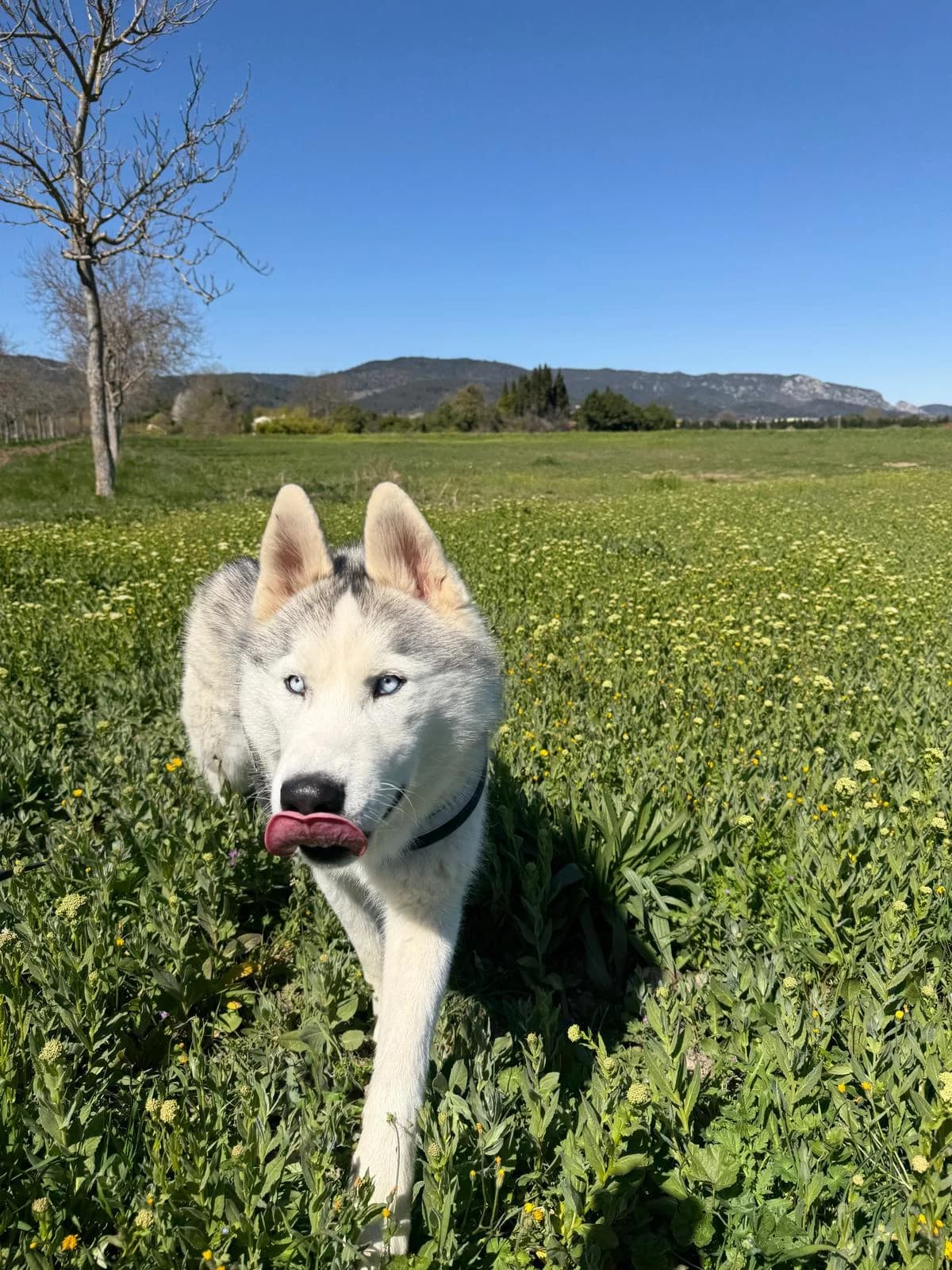 Radja, Gris et Blanc male Husky for adoption at Association Secours Protection Animale (Manosque), Manosque — photo 6 of 12