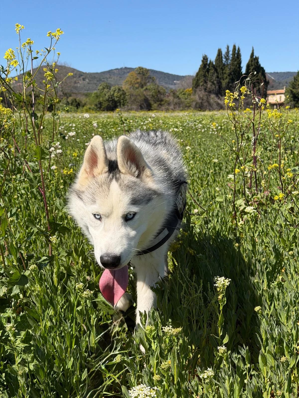 Radja, Gris et Blanc male Husky for adoption at Association Secours Protection Animale (Manosque), Manosque — photo 7 of 12