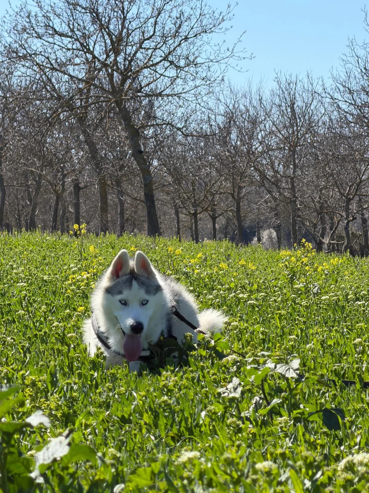Radja, Gris et Blanc male Husky for adoption at Association Secours Protection Animale (Manosque), Manosque — photo 8 of 12