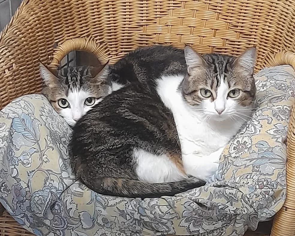 Océan, Taille : male 6yo European Shorthair for adoption at Association Secours Protection Animale (Manosque), Manosque