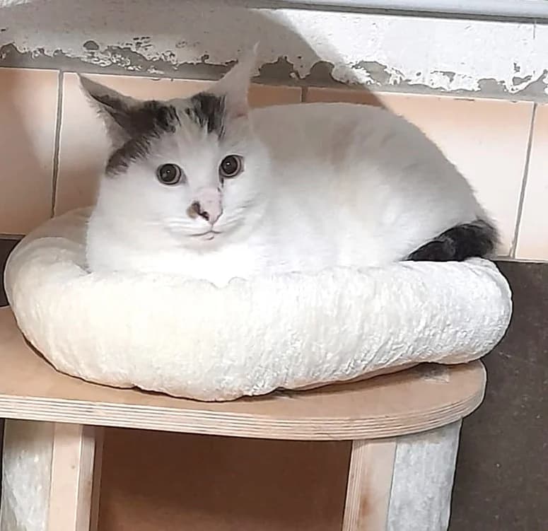 Pitou, Taille : male European Shorthair for adoption at Association Secours Protection Animale (Manosque), Manosque