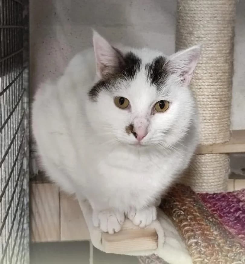 Pitou, male 5yo European Shorthair for adoption at Association Secours Protection Animale (Manosque), Manosque