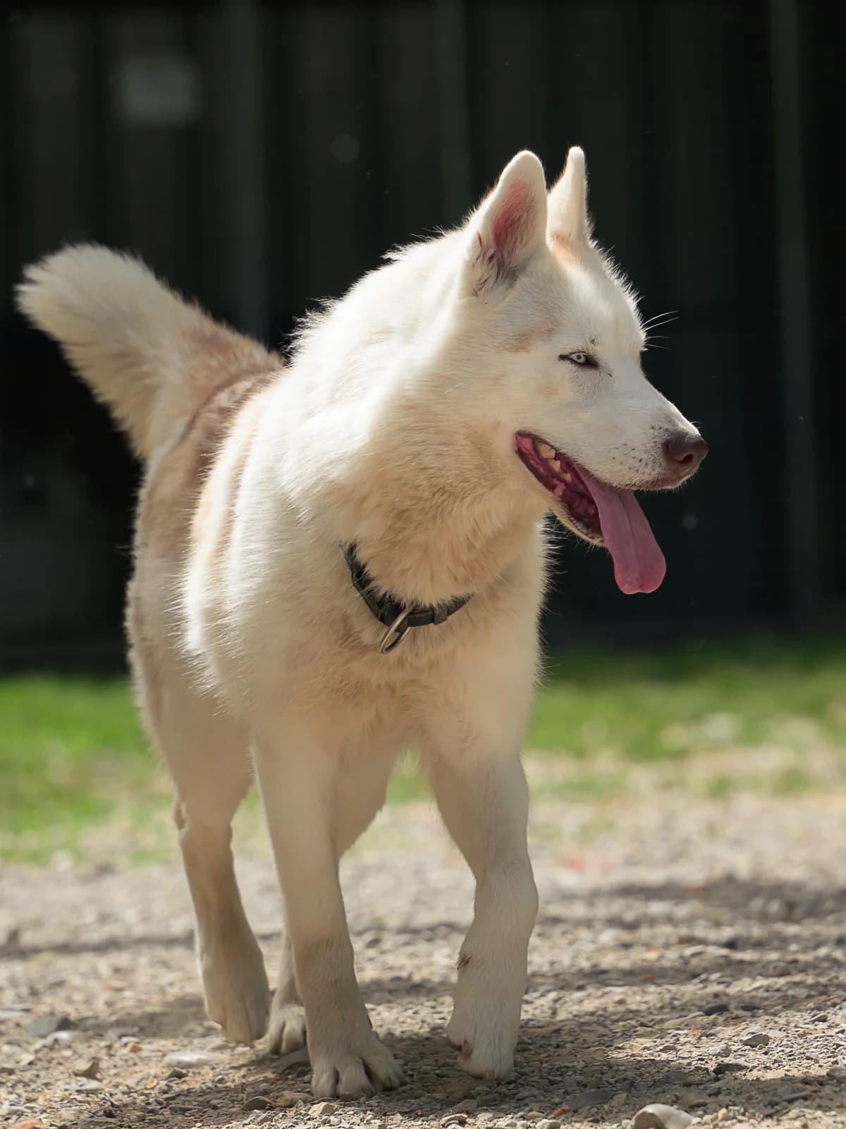 Izahia, Commentaires : Izahia est une chienne joueuse female young Husky for adoption at Association Secours Protection Animale (Manosque), Manosque