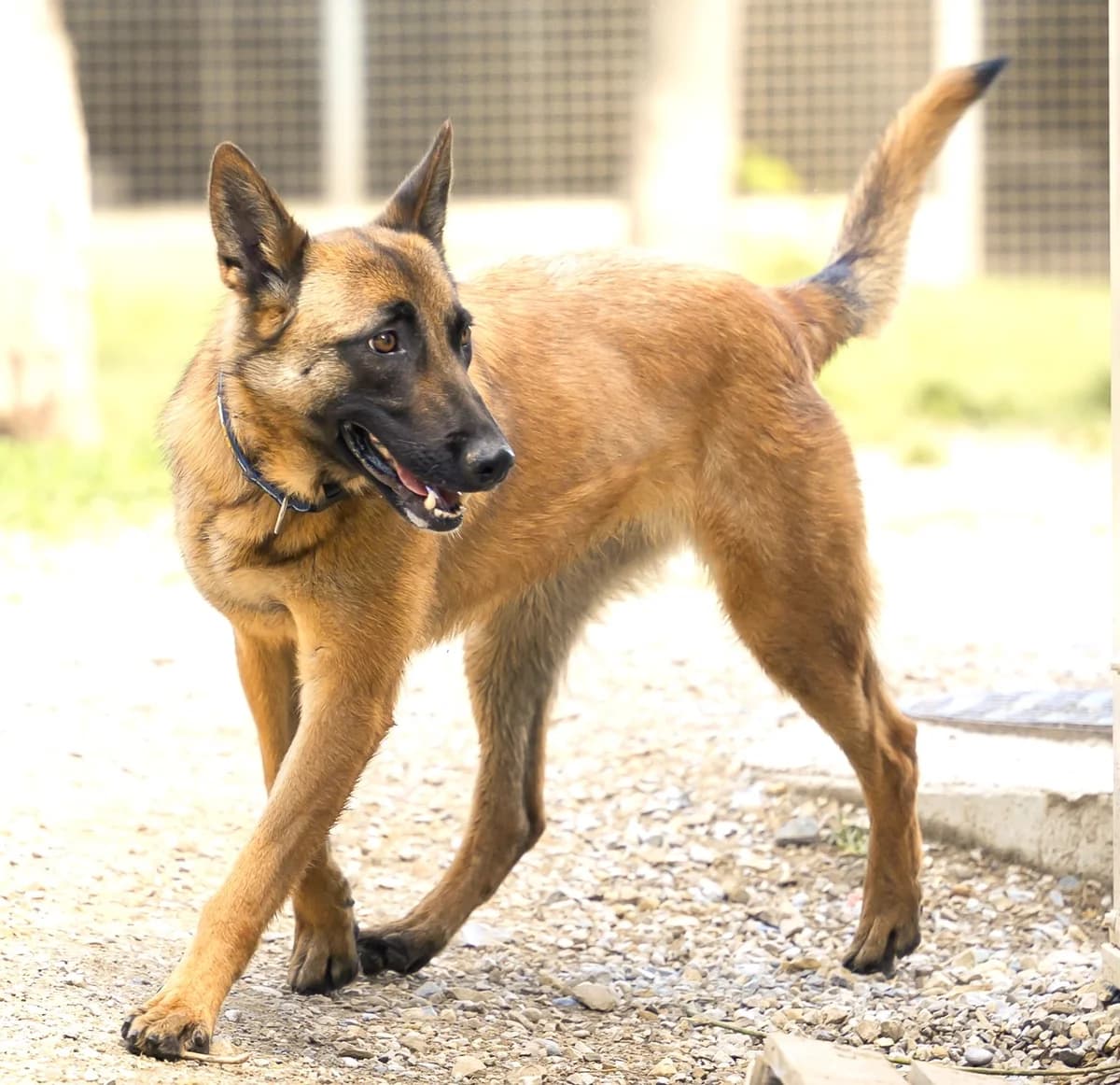 Twixie, Commentaires :      Twixie est une chienne pleine de vie female 3yo Belgian Malinois for adoption at Association Secours Protection Animale (Manosque), Manosque