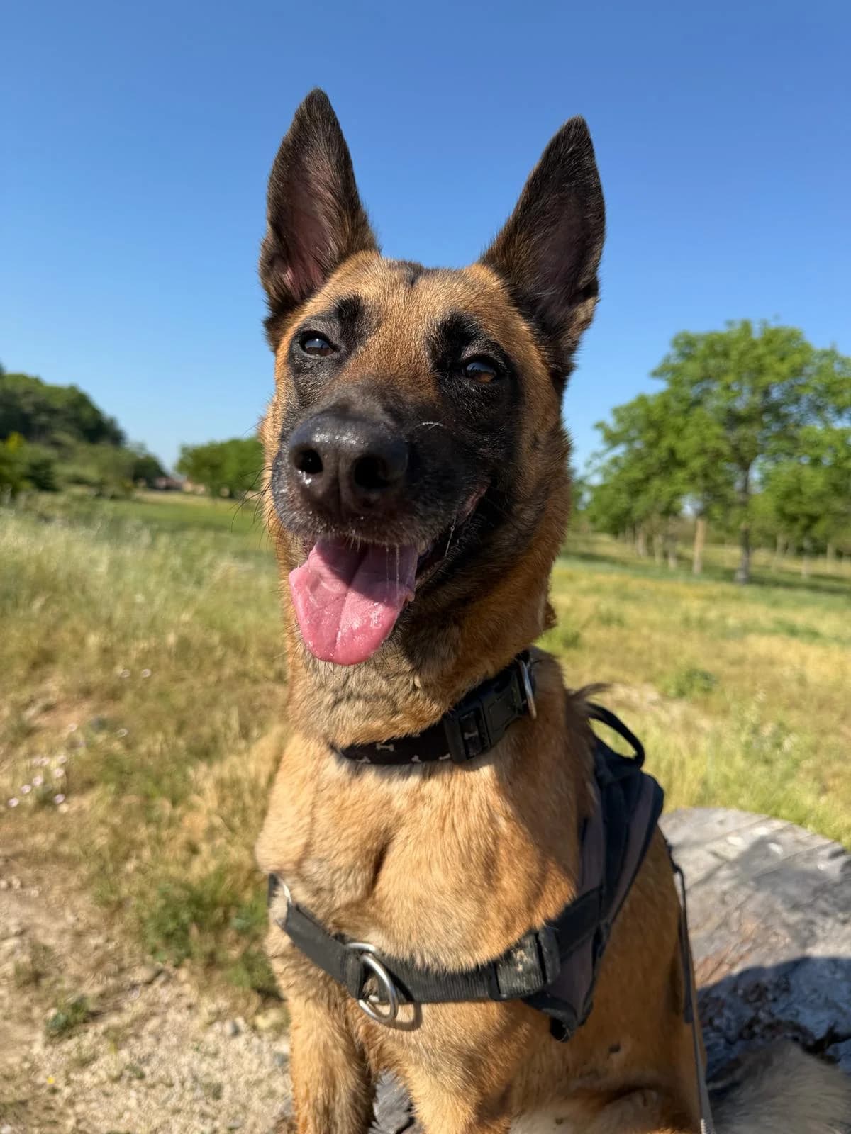 India, Commentaires : female 4yo Belgian Malinois for adoption at Association Secours Protection Animale (Manosque), Manosque