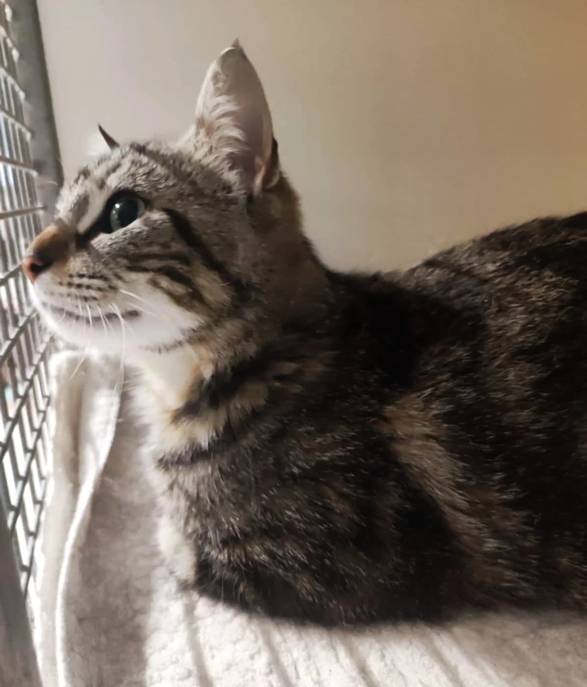 Simba et Tigrou, Taille : male senior European Shorthair for adoption at Association Secours Protection Animale (Manosque), Manosque