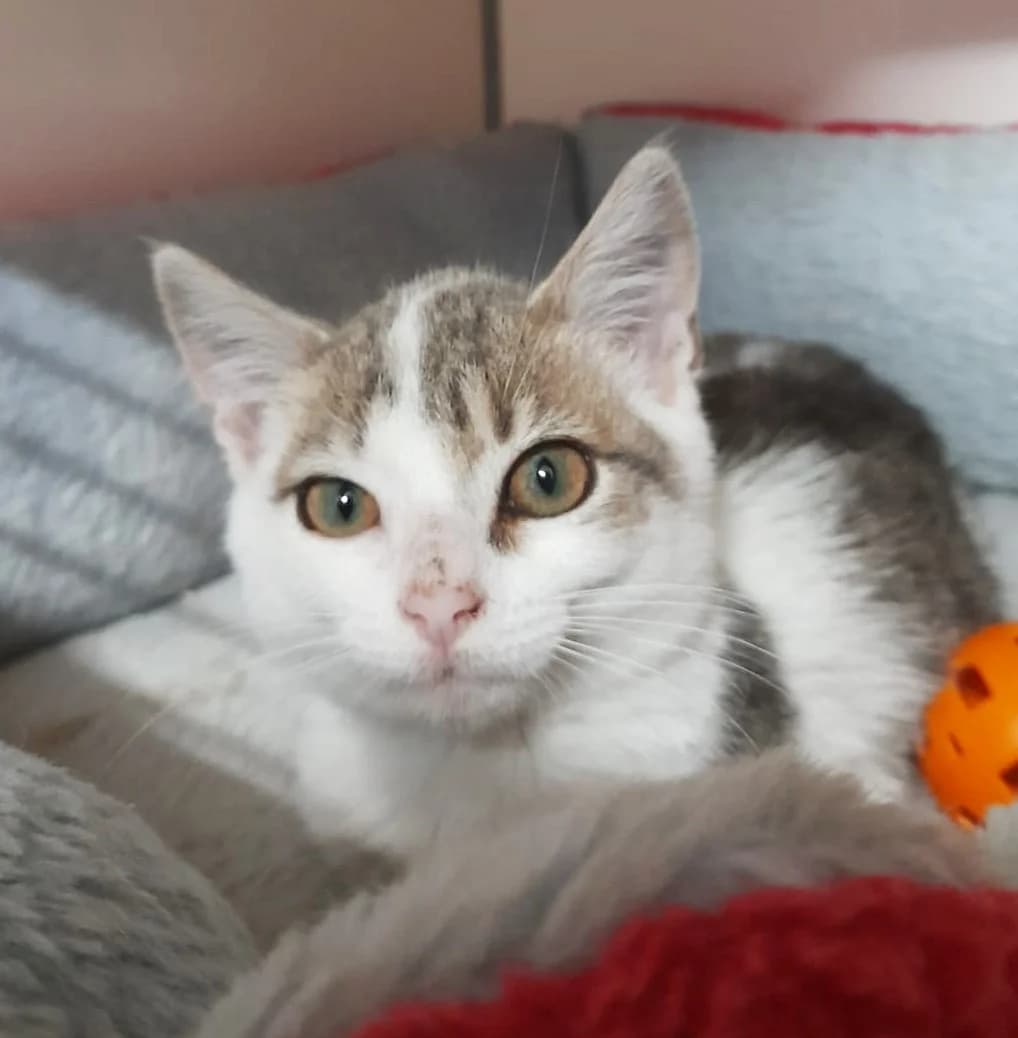 Basile, Taille : male puppy European Shorthair for adoption at Association Secours Protection Animale (Manosque), Manosque
