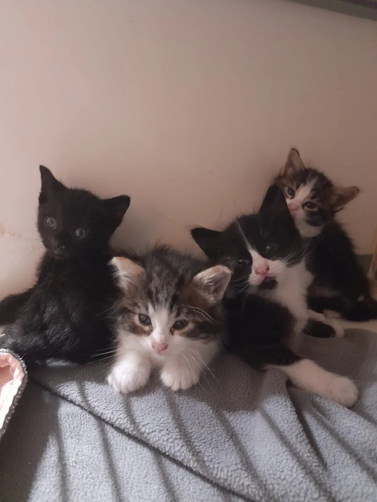 Bilbo, Taille : male puppy European Shorthair for adoption at Association Secours Protection Animale (Manosque), Manosque