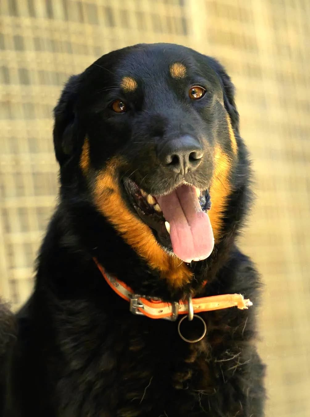 Zion, Commentaires :           Zion est arrivé  avec son compagnon Kong. Sa vie n a pas été facile jusqu à male young mixed breed for adoption at Association Secours Protection Animale (Manosque), Manosque