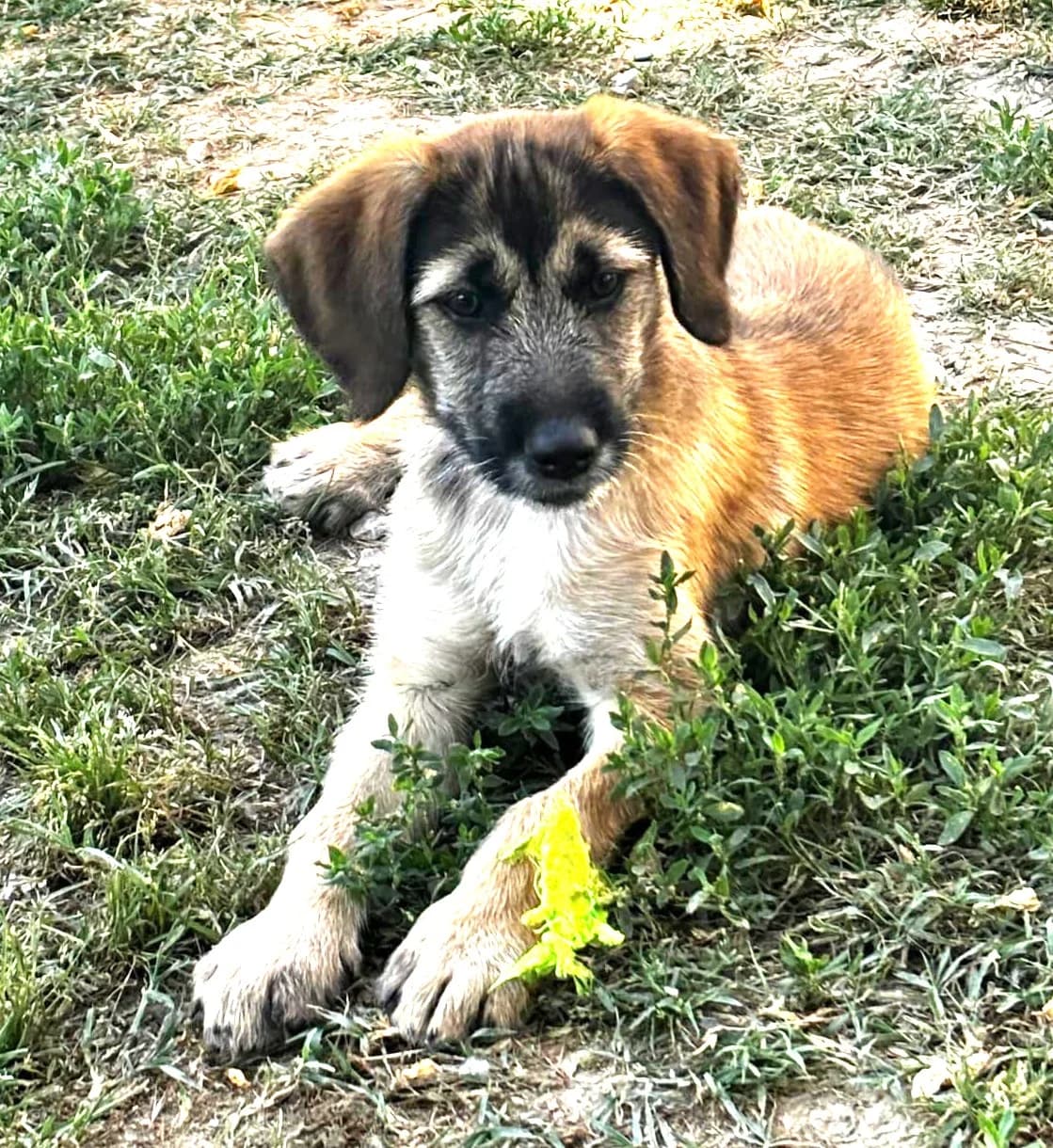 Bonnie, Fauve charbonné/Masque noir female puppy Mixed Breed for adoption at Association Secours Protection Animale (Manosque), Manosque