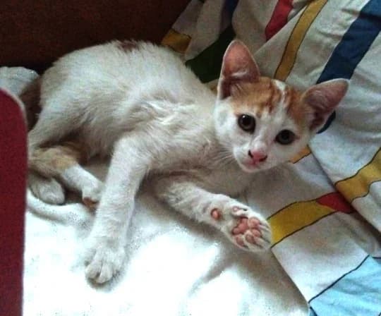 Benji, Taille : male puppy European Shorthair for adoption at Association Secours Protection Animale (Manosque), Manosque