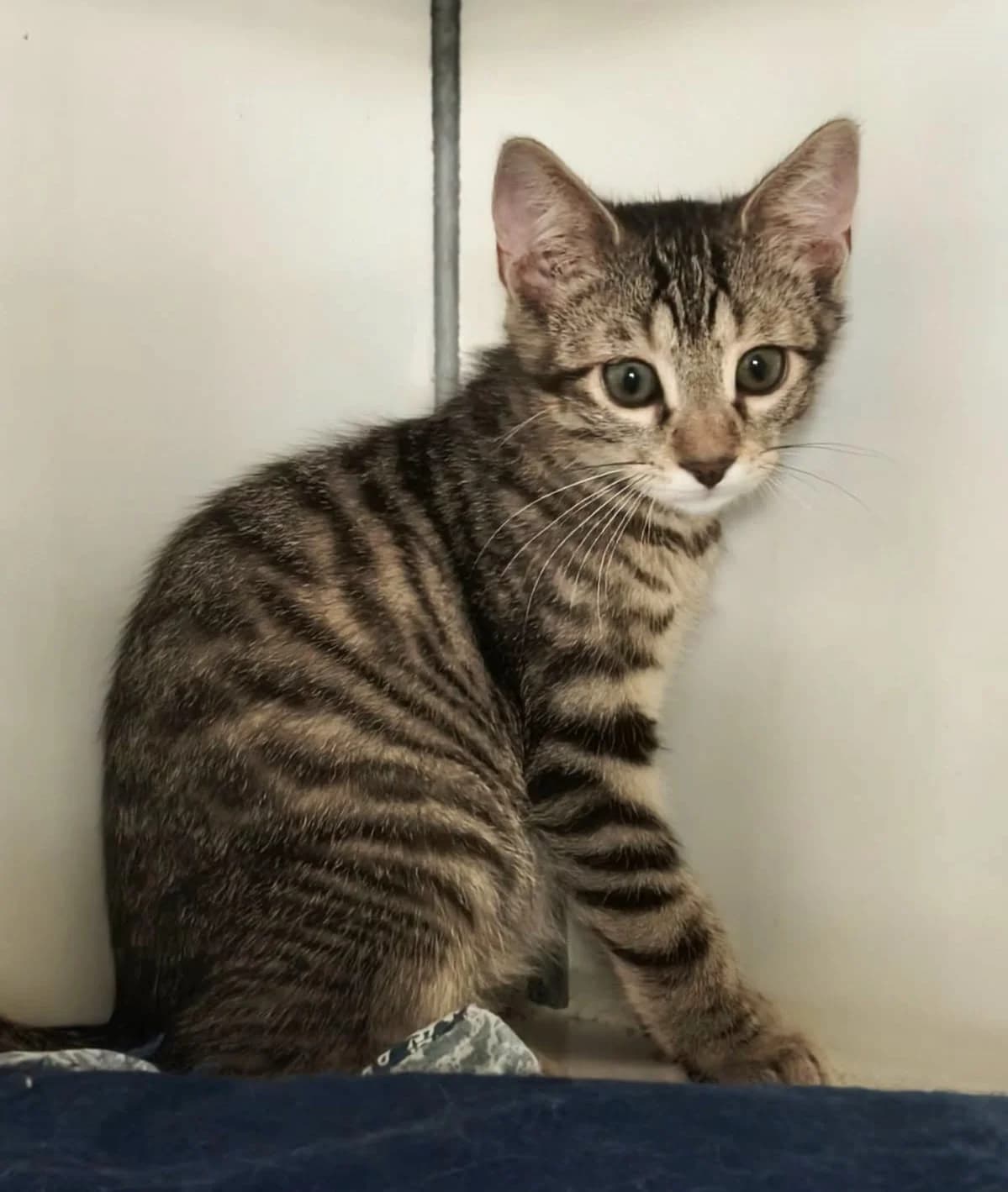 Brooklyn, male puppy European Shorthair for adoption at Association Secours Protection Animale (Manosque), Manosque