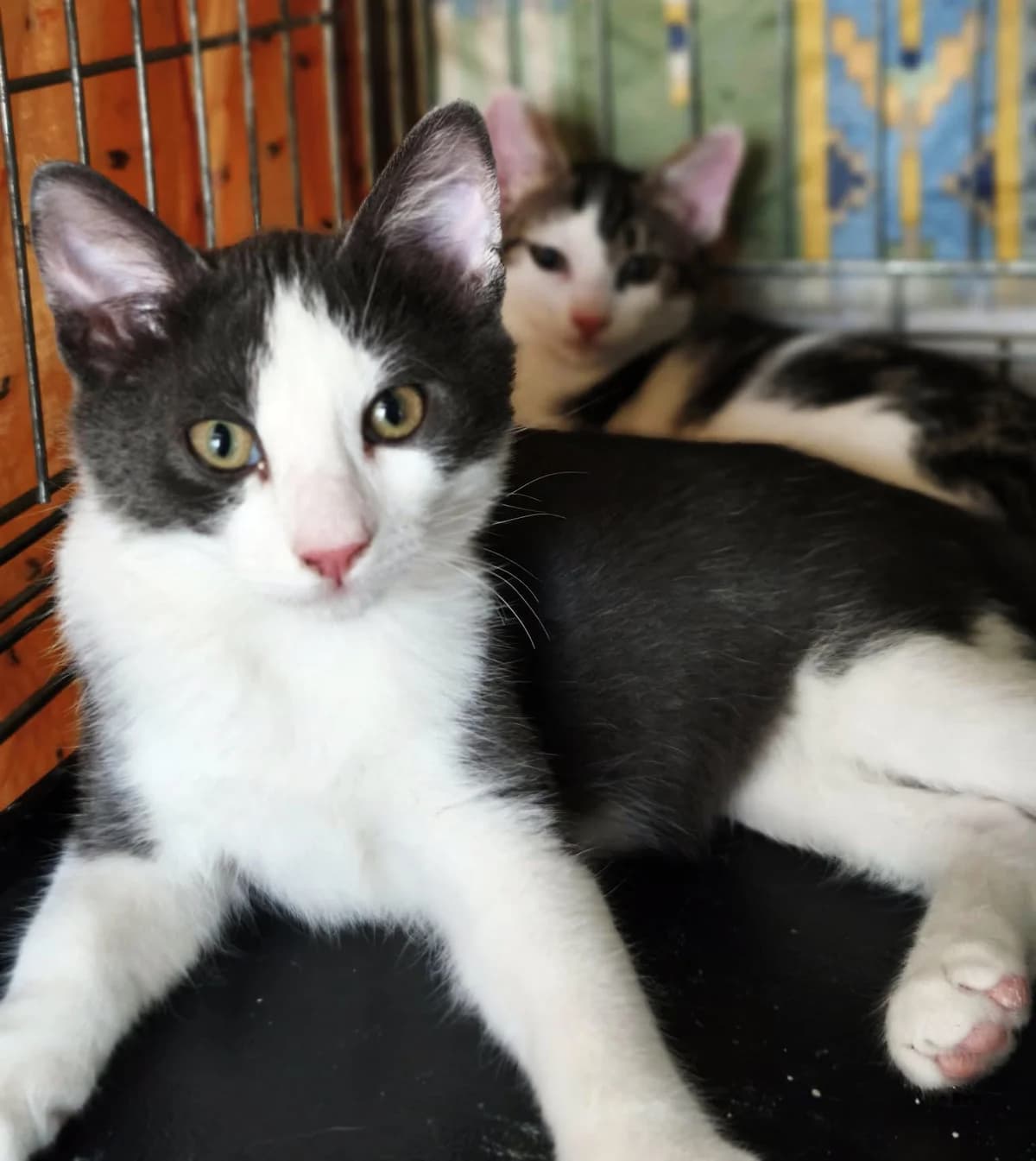 Bingo, European Shorthair (Association Secours Protection Animale (Manosque))