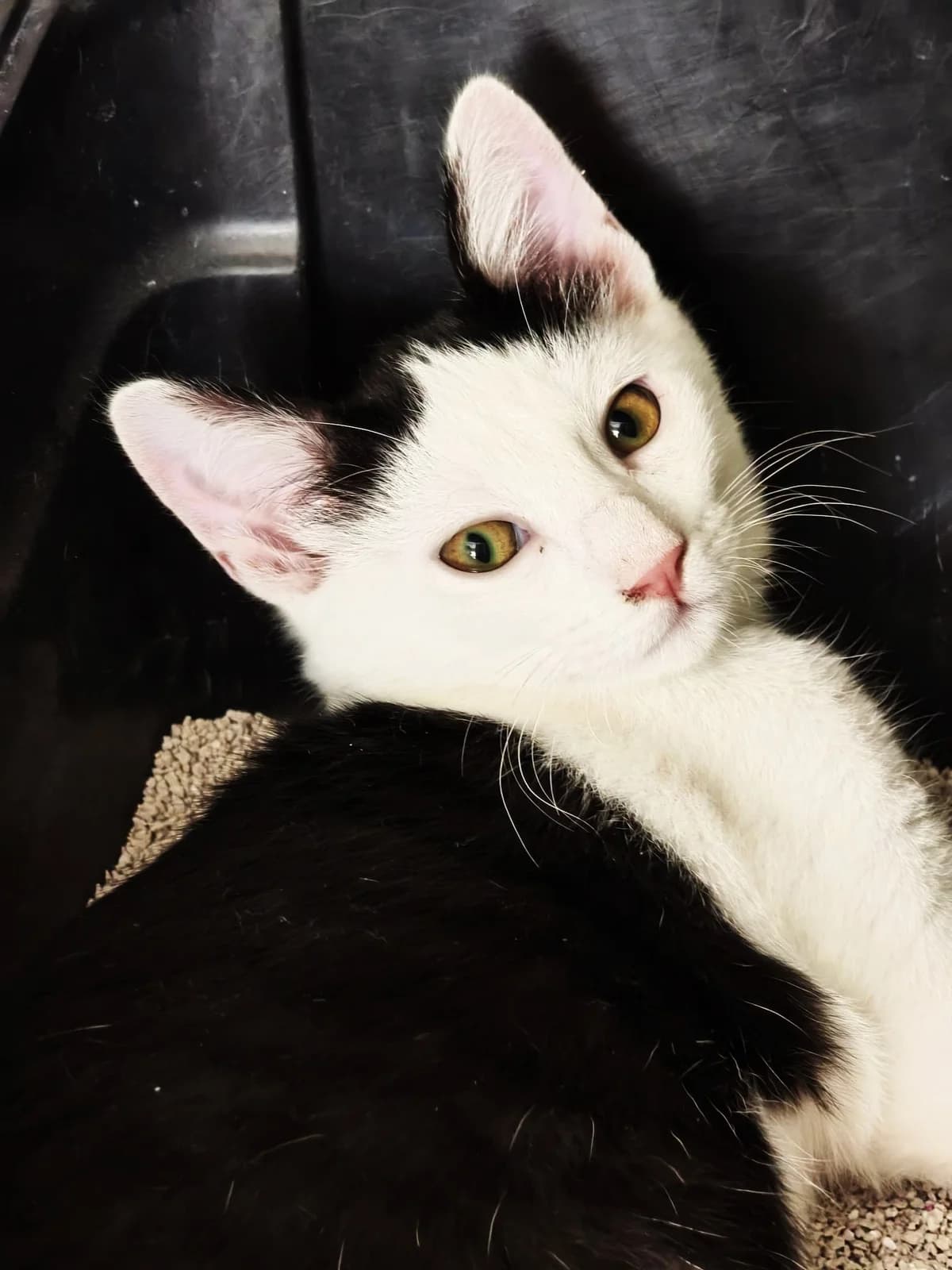 Bubble, male puppy European Shorthair for adoption at Association Secours Protection Animale (Manosque), Manosque