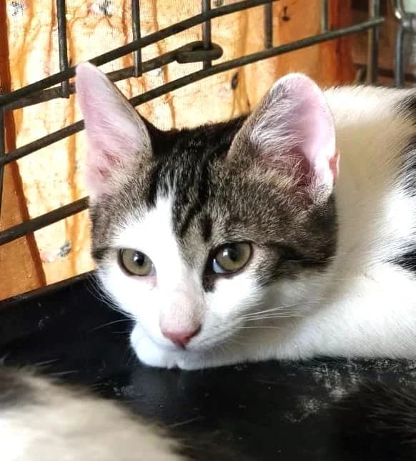 Boston, male puppy European Shorthair for adoption at Association Secours Protection Animale (Manosque), Manosque