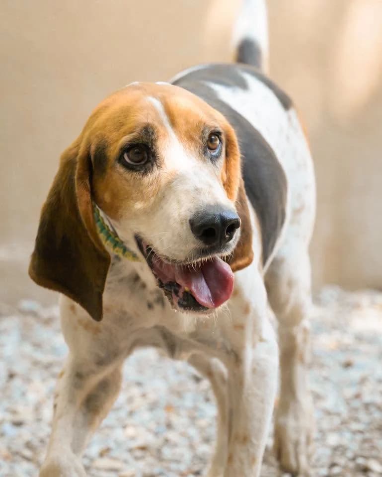 Oty, male senior mixed breed for adoption at Association Secours Protection Animale (Manosque), Manosque