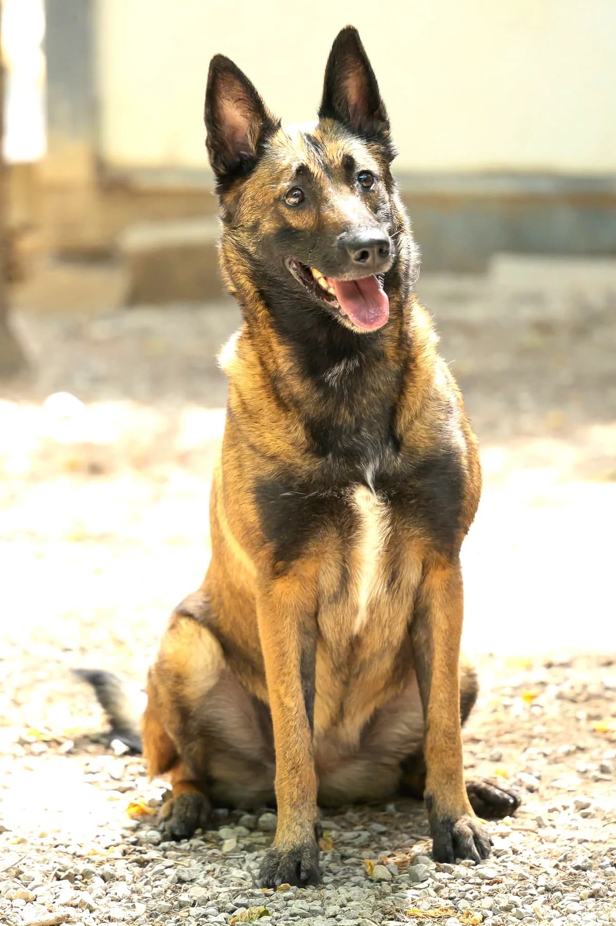 Sally, female 4yo Mixed Breed for adoption at Association Secours Protection Animale (Manosque), Manosque