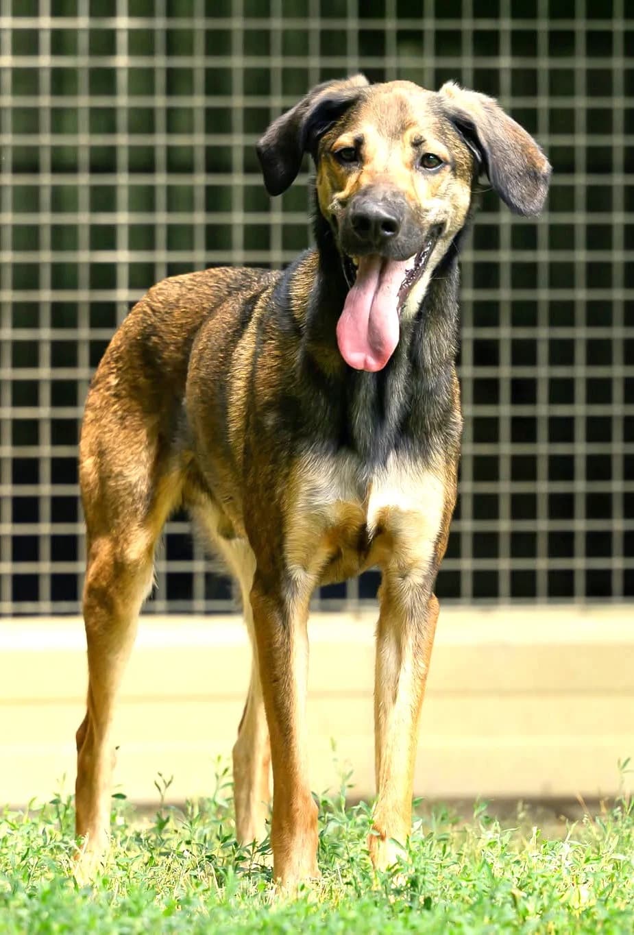 Darko, Labrador Retriever (Association Secours Protection Animale (Manosque))