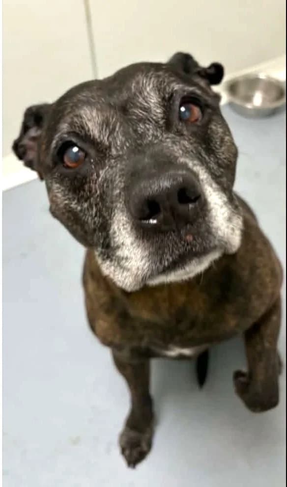 Tanya, female senior Staffordshire Bull Terrier for adoption at Association Secours Protection Animale (Manosque), Manosque