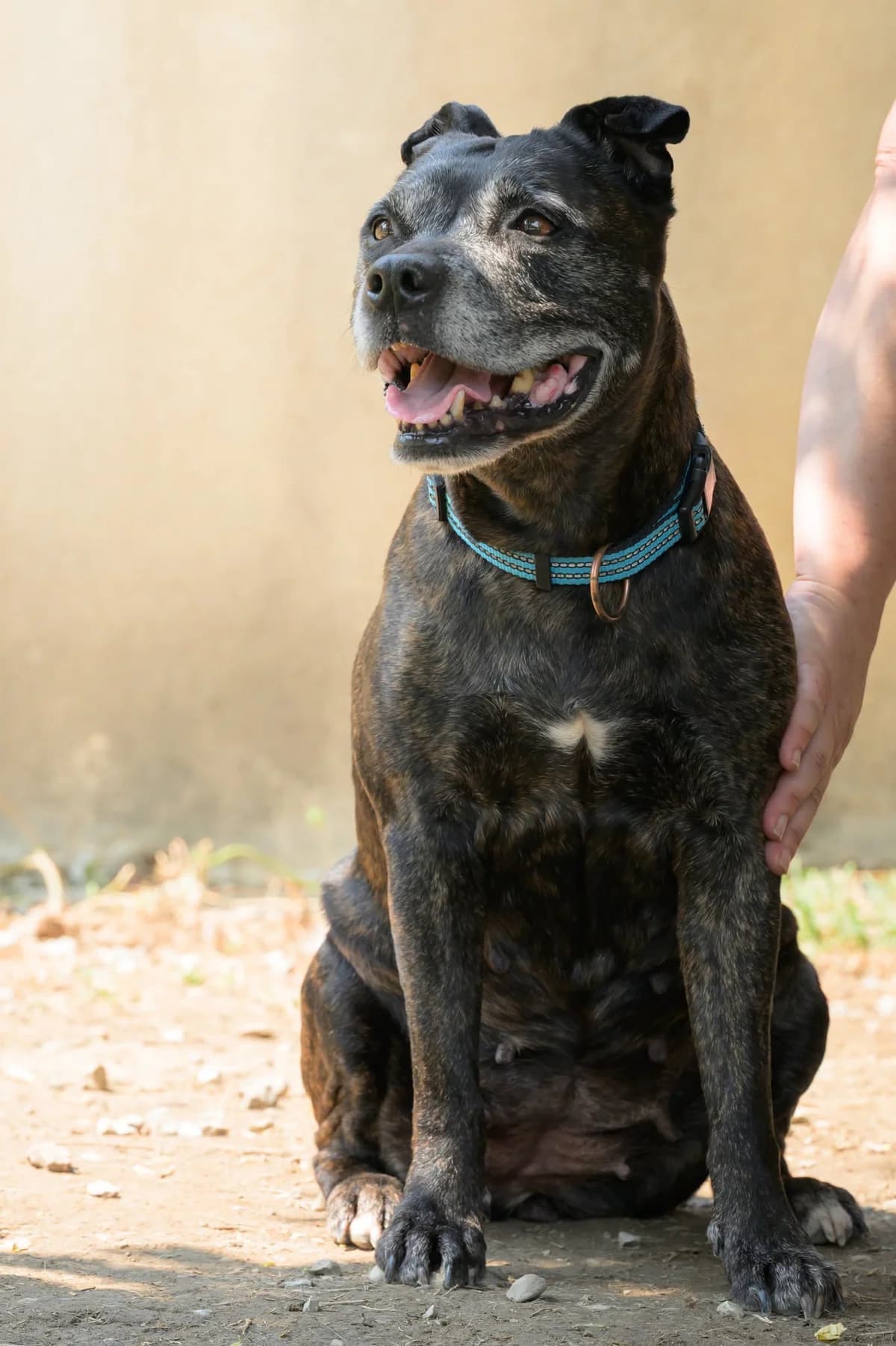 Tanya, female senior Staffordshire Bull Terrier for adoption at Association Secours Protection Animale (Manosque), Manosque