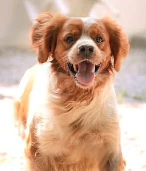 Sting, Brittany Spaniel (Association Secours Protection Animale (Manosque))