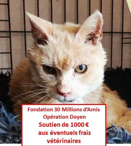 Ganesh, male European Shorthair for adoption at Association Secours Protection Animale (Manosque), Manosque