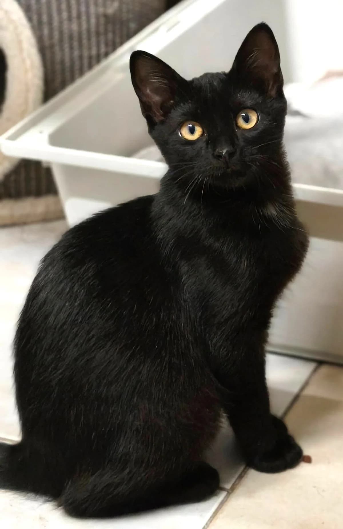 Badiane, female European Shorthair for adoption at Association Secours Protection Animale (Manosque), Manosque