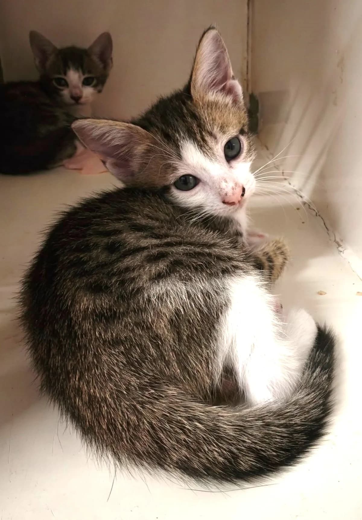 Bella, European Shorthair for adoption at Association Secours Protection Animale (Manosque), Manosque