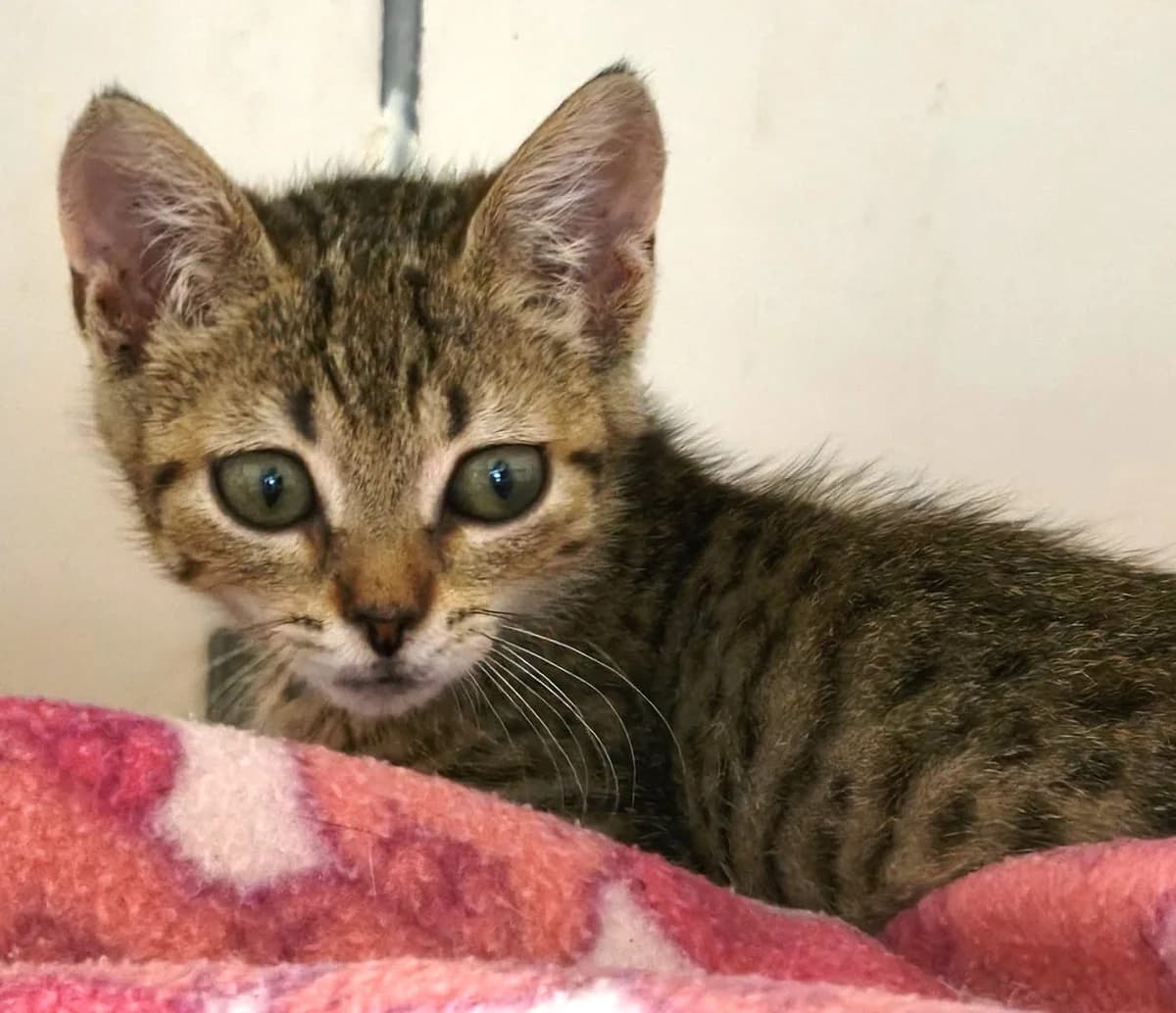 Bimba, female European Shorthair for adoption at Association Secours Protection Animale (Manosque), Manosque