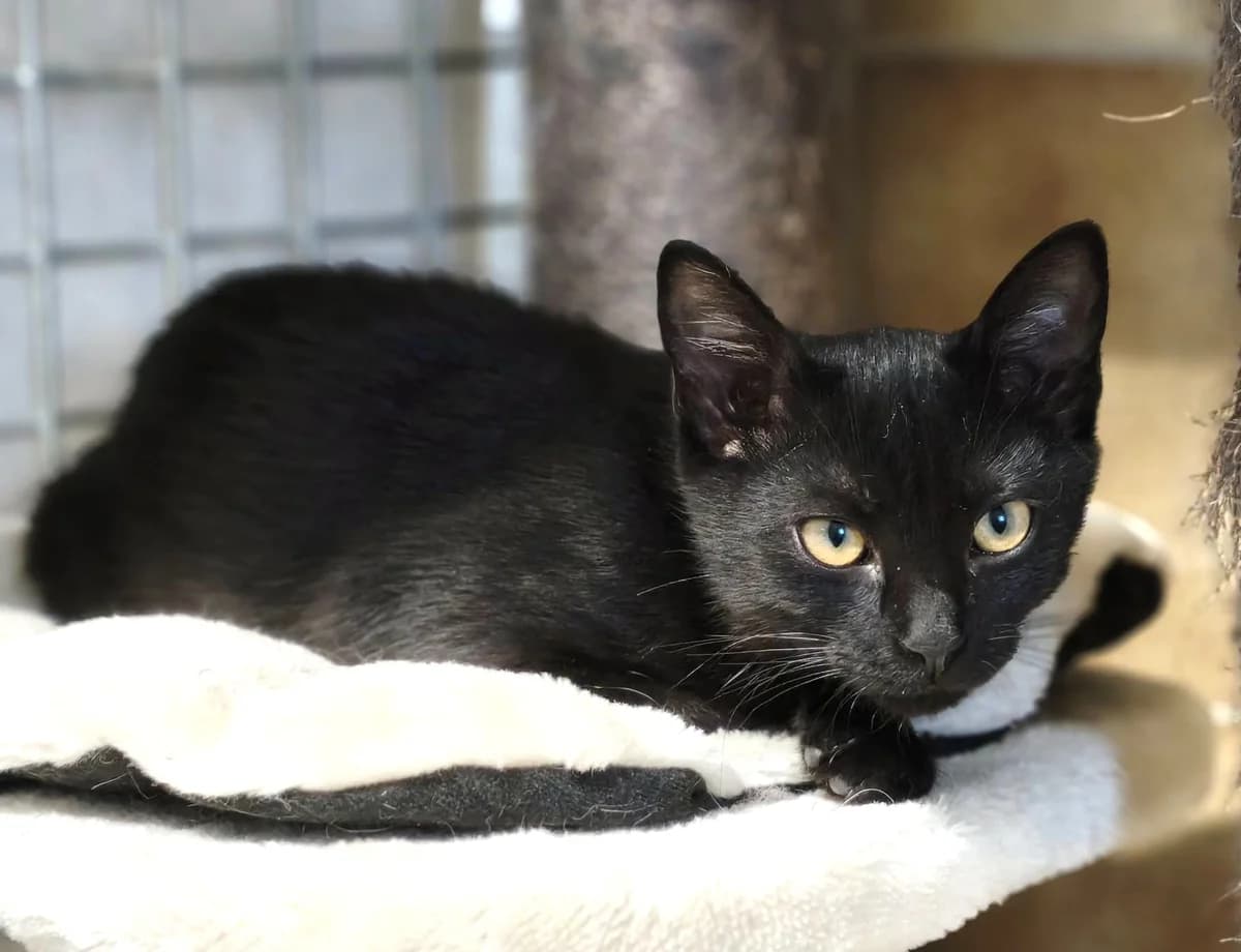 Boréale, female European Shorthair for adoption at Association Secours Protection Animale (Manosque), Manosque