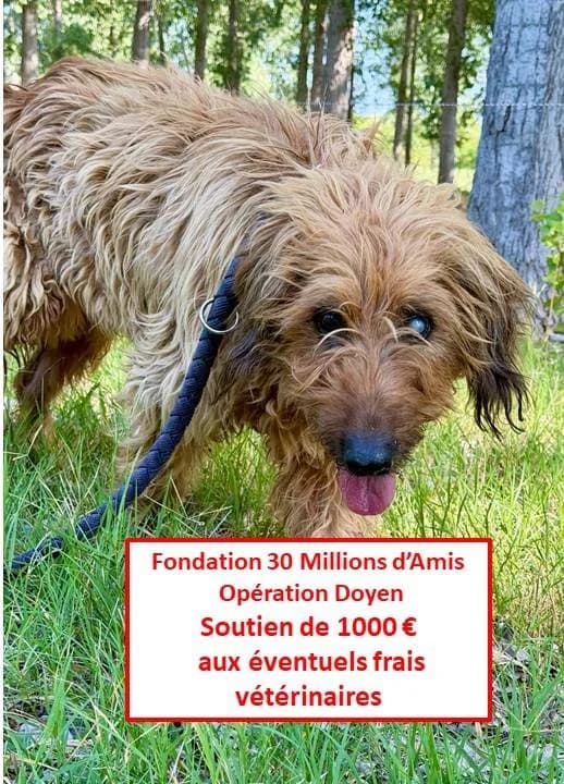 Loli, female senior Mixed Breed for adoption at Association Secours Protection Animale (Manosque), Manosque