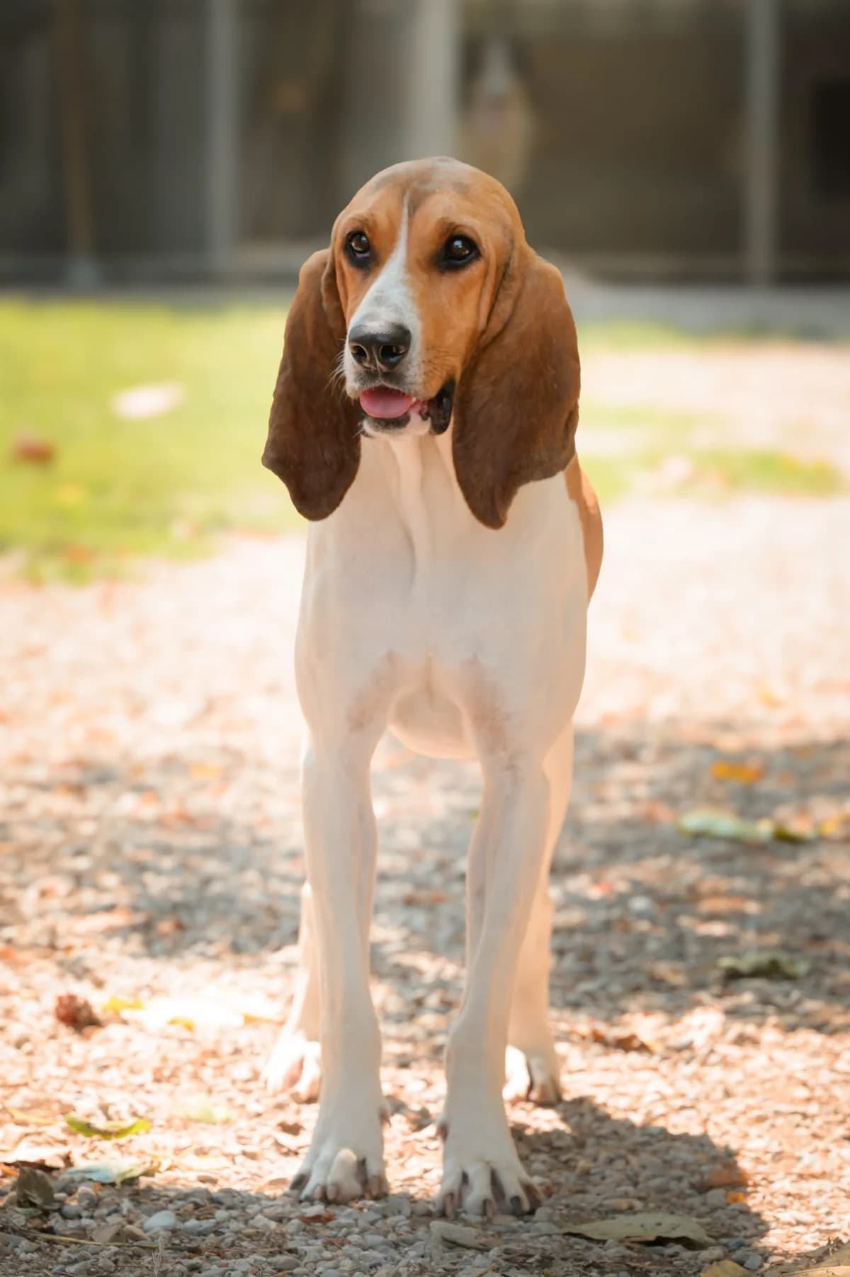 Boulette, female young Mixed Breed for adoption at Association Secours Protection Animale (Manosque), Manosque