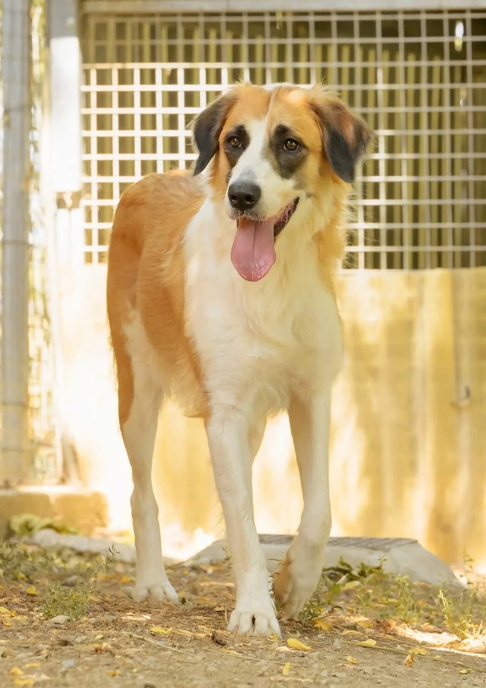 Bess, female young Mixed Breed for adoption at Association Secours Protection Animale (Manosque), Manosque