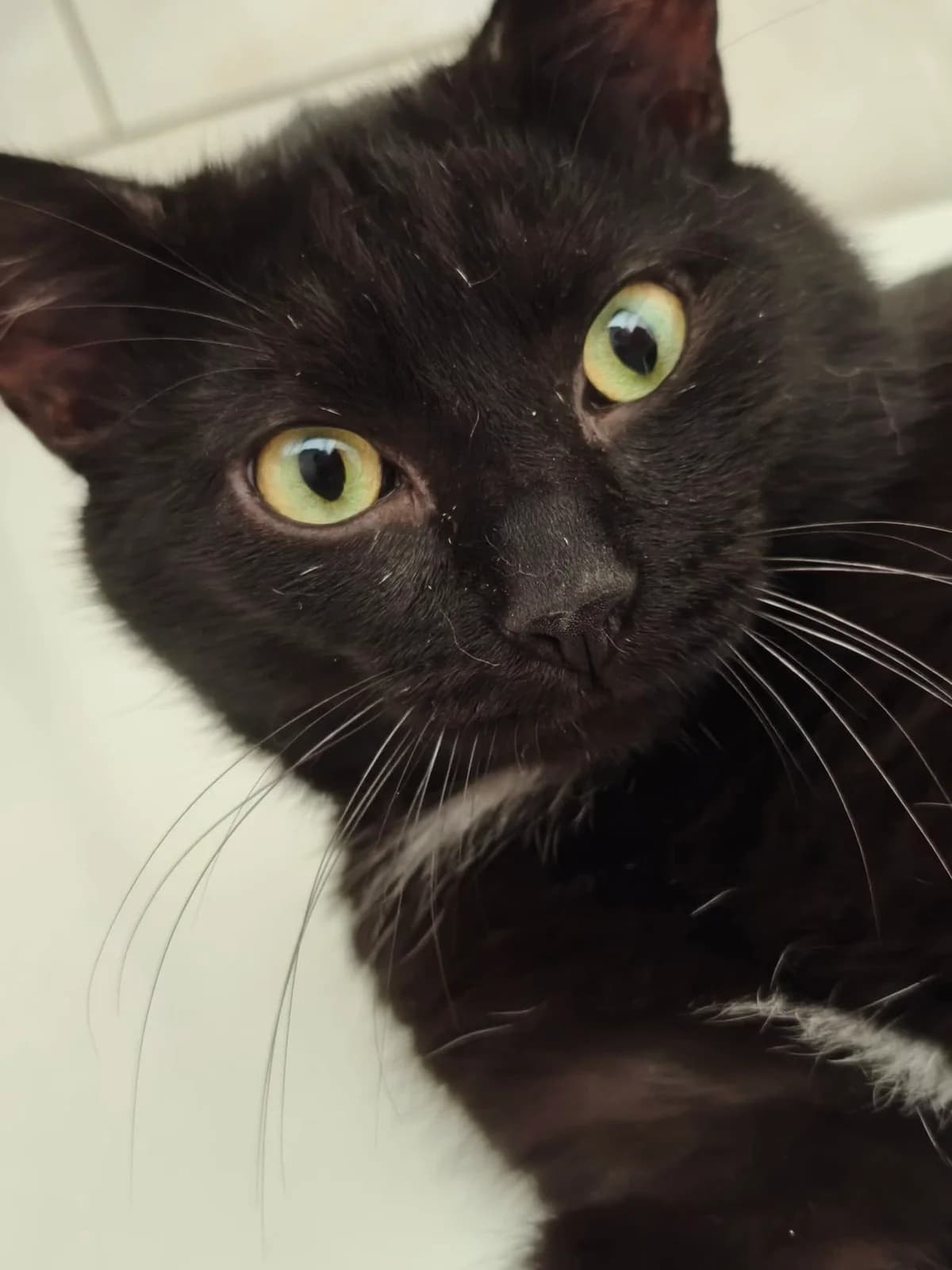 Jongo, male young European Shorthair for adoption at Association Secours Protection Animale (Manosque), Manosque