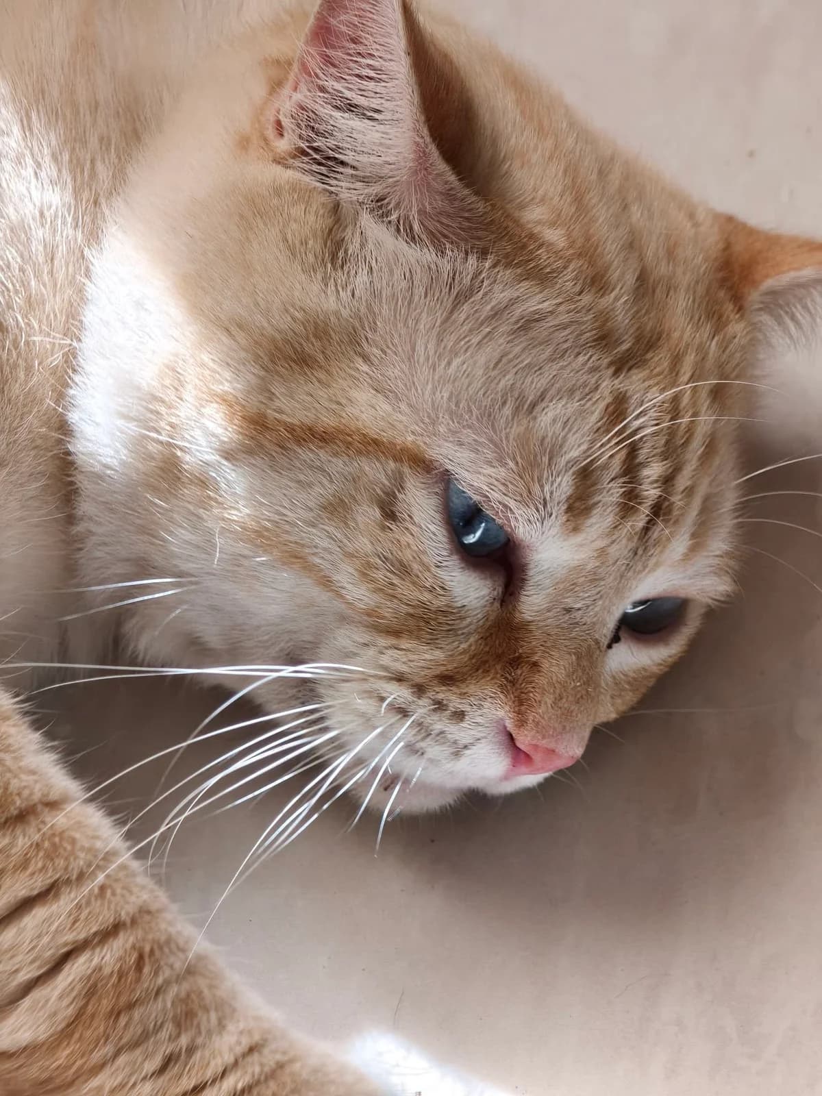 Neige, male 3yo European Shorthair for adoption at Association Secours Protection Animale (Manosque), Manosque