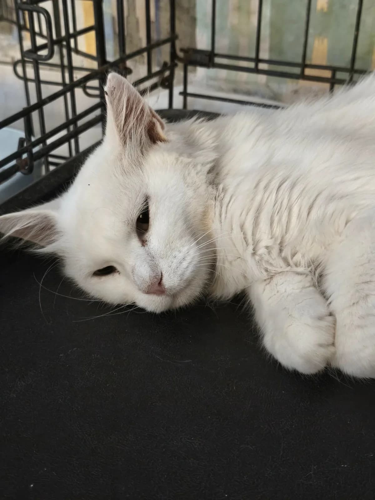 Ecume, female European Shorthair for adoption at Association Secours Protection Animale (Manosque), Manosque