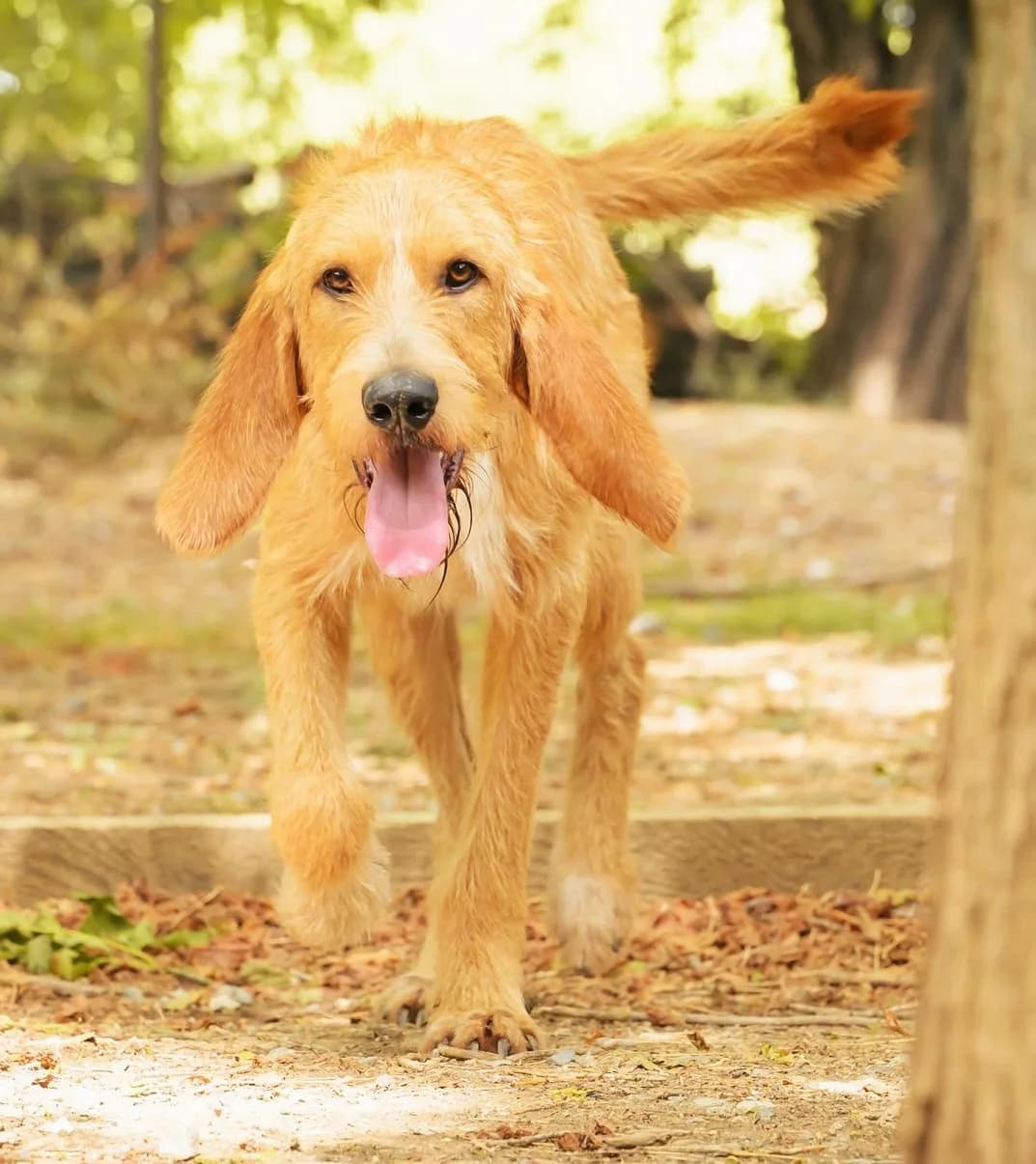 Pluto, male mixed breed for adoption at Association Secours Protection Animale (Manosque), Manosque