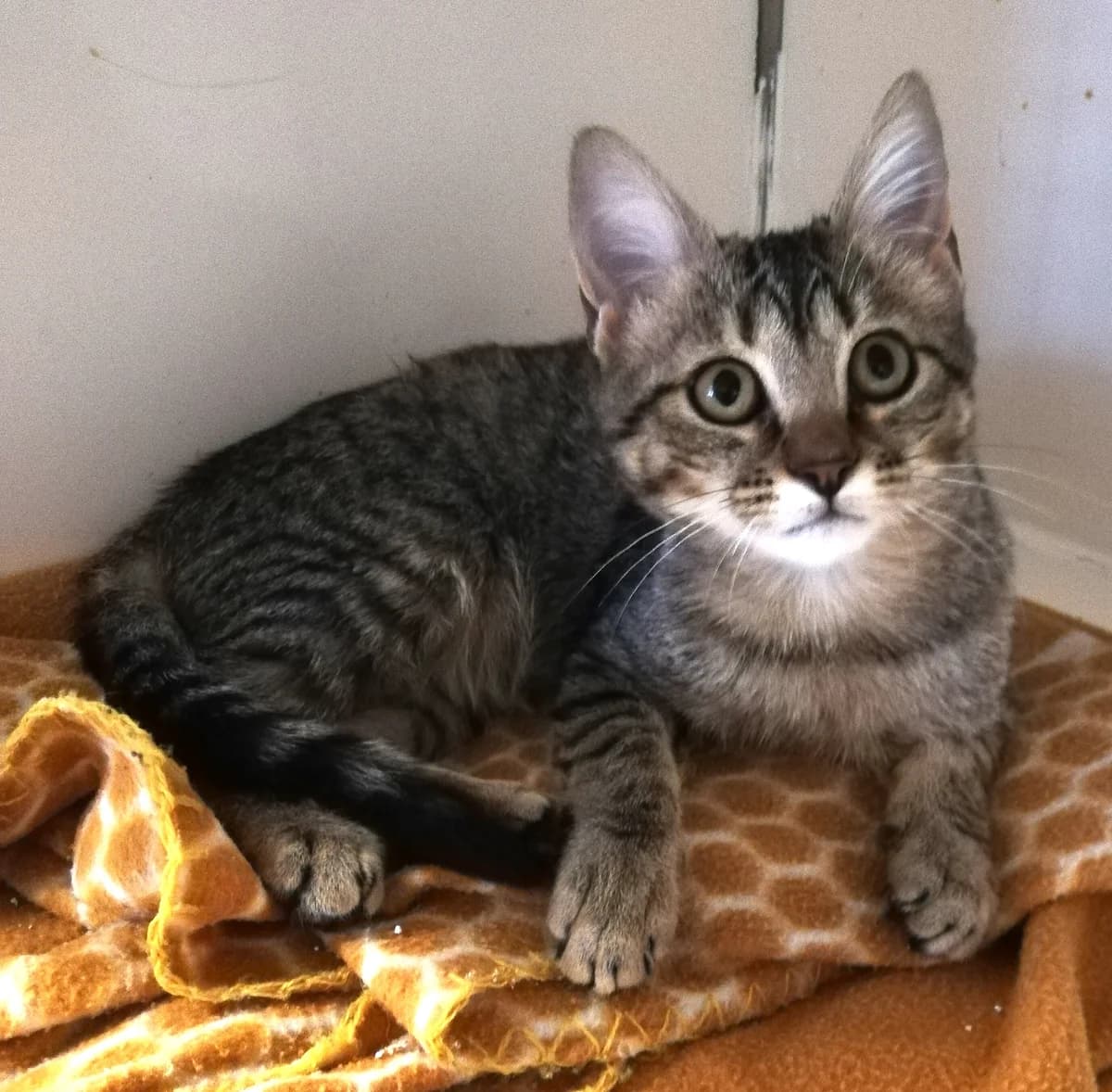Béa, female European Shorthair for adoption at Association Secours Protection Animale (Manosque), Manosque