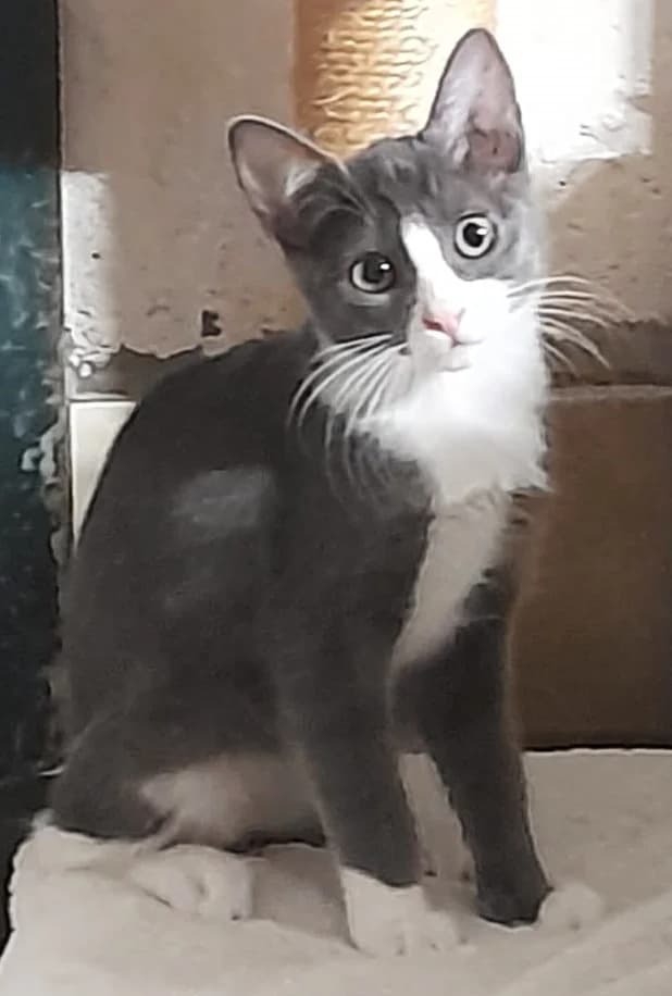 Brittany, female European Shorthair for adoption at Association Secours Protection Animale (Manosque), Manosque