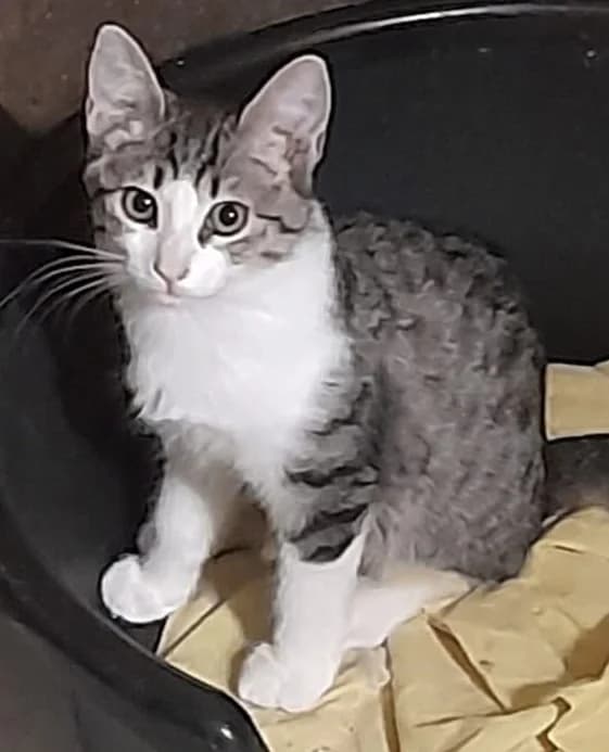 Bohème, female European Shorthair for adoption at Association Secours Protection Animale (Manosque), Manosque