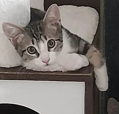 Baladine, female European Shorthair for adoption at Association Secours Protection Animale (Manosque), Manosque