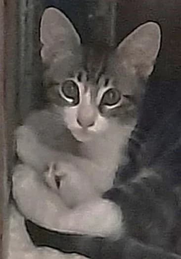 Bhoutan,  European Shorthair for adoption at Association Secours Protection Animale (Manosque), Manosque